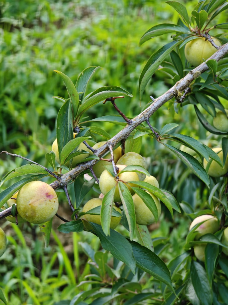 贵州蜂糖李
