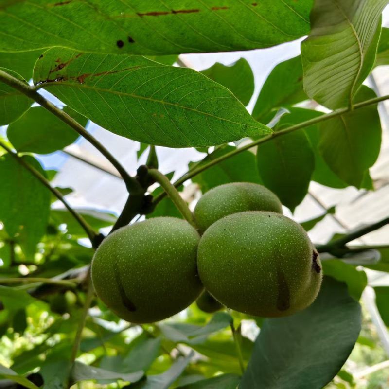 核桃