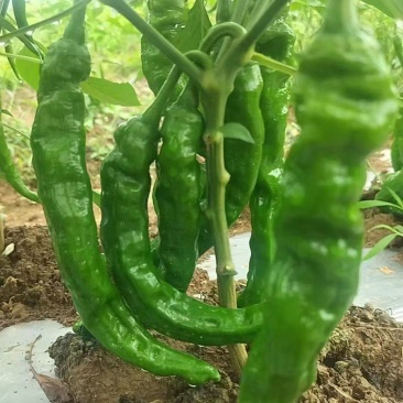 软香辣