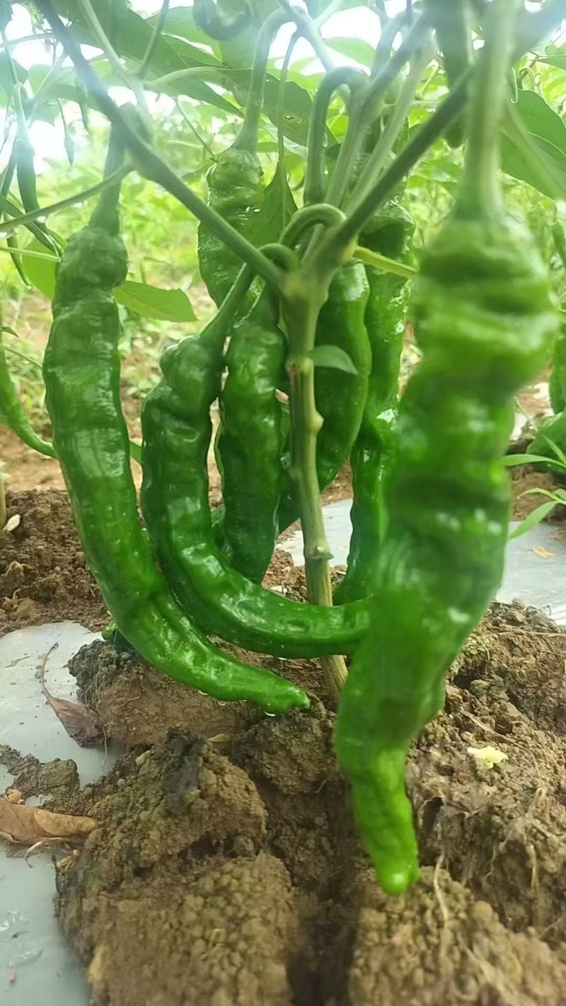 软香辣