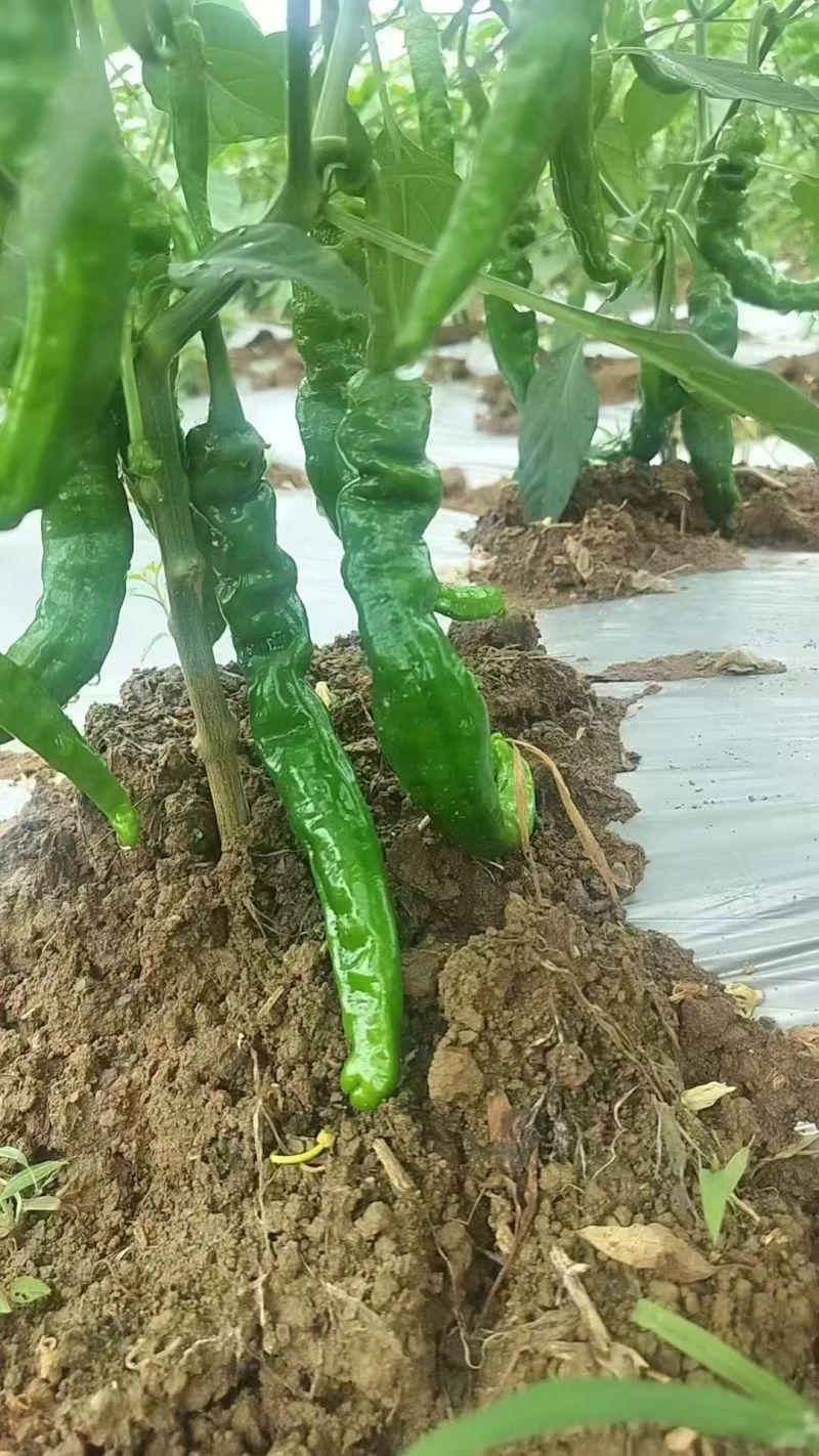 软香辣