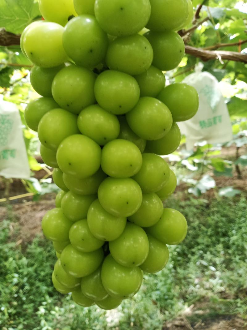 阳光玫瑰葡萄