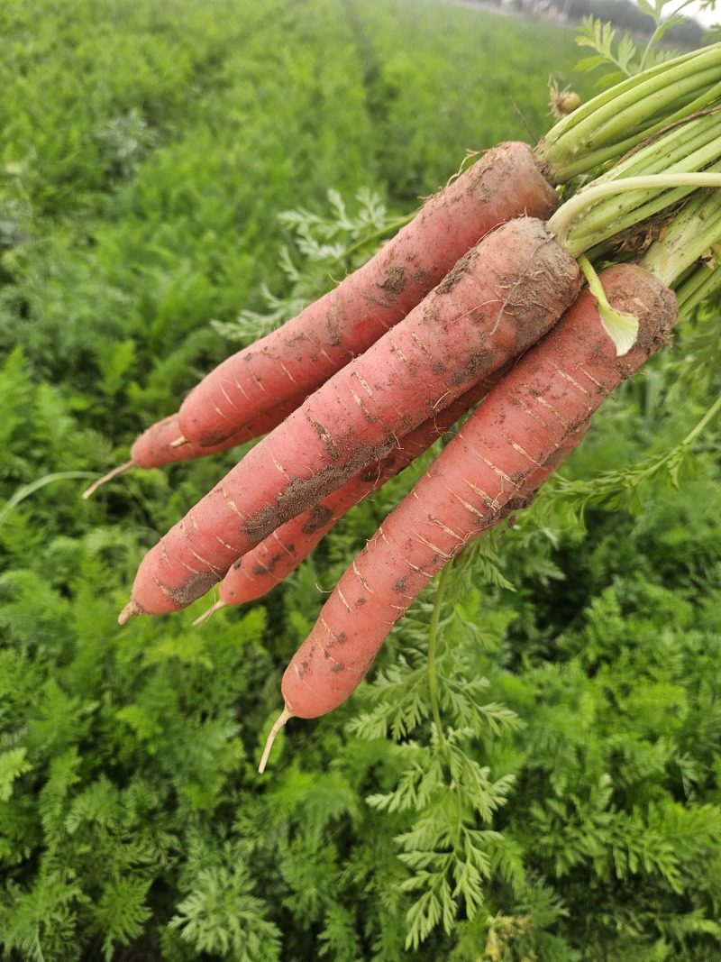 现挖现发，