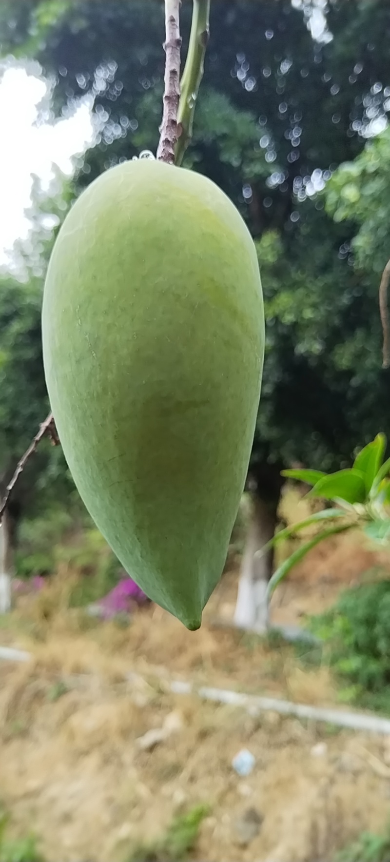 芒果加工厂货