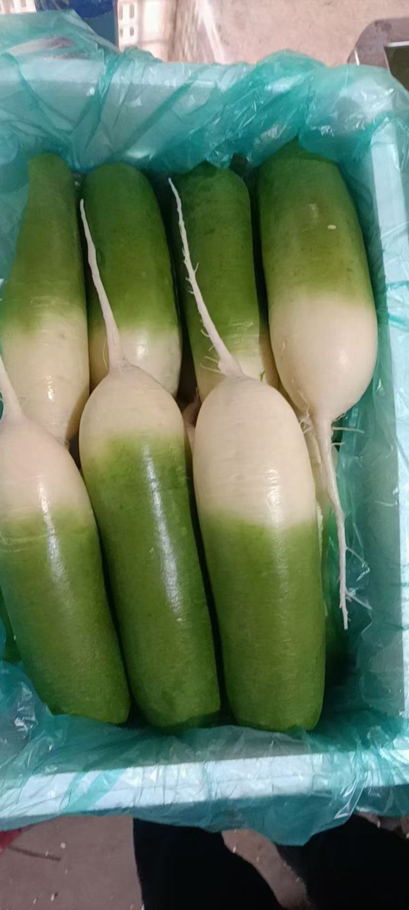 山东潍坊水果萝卜星田02冰糖芯凤梨冰激凌萝卜货源充足