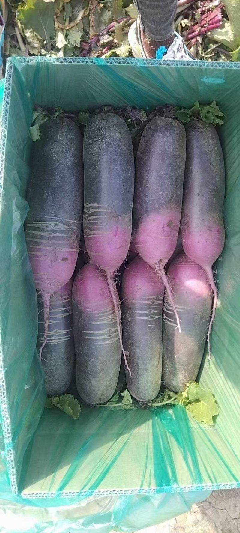 山东潍坊水果萝卜星田02冰糖芯凤梨冰激凌萝卜货源充足