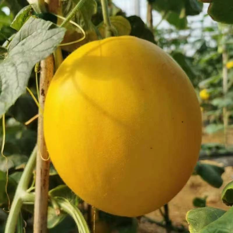 羊角蜜苗博洋61嫁接绿宝甜瓜苗品种齐全包成活免费提供种植