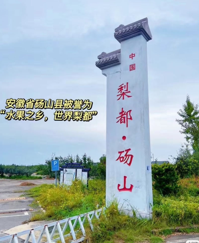 《实力》砀山酥梨，脆甜多汁6两打底产地直发代发全国