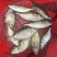 泥猛鱼，篮子鱼，臭肚鱼，乌子婆