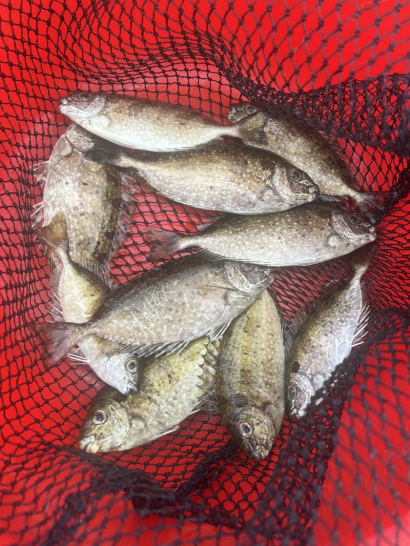 泥猛鱼，篮子鱼，臭肚鱼，乌子婆