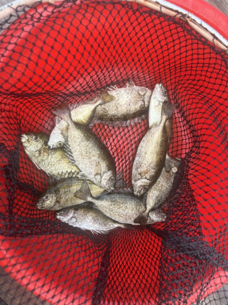 泥猛鱼，篮子鱼，臭肚鱼，乌子婆