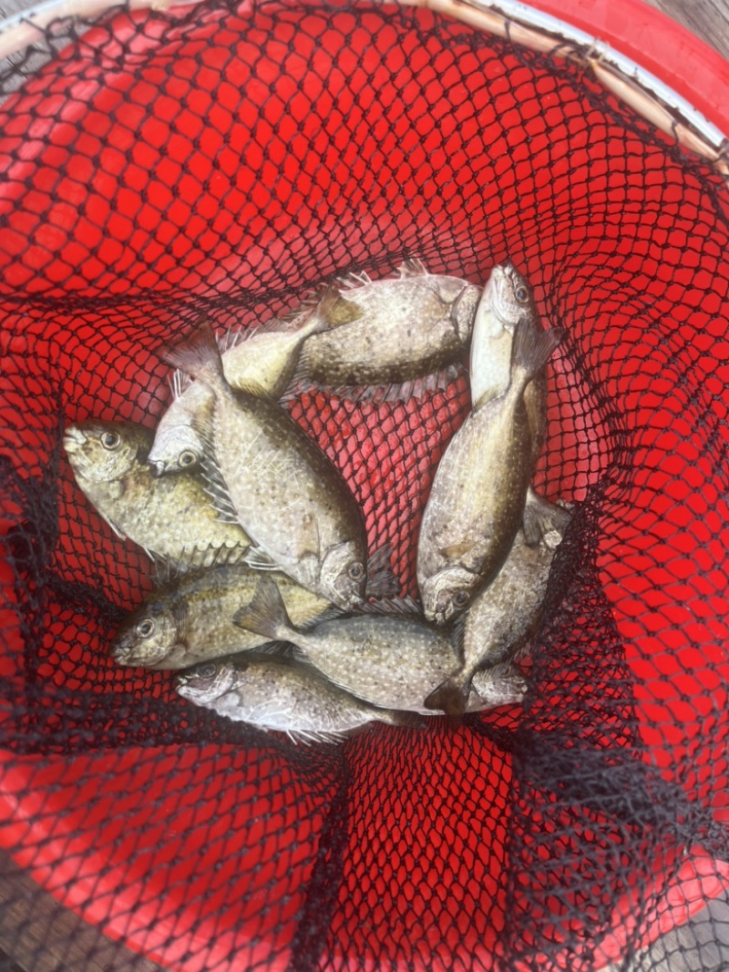 泥猛鱼，篮子鱼，臭肚鱼，乌子婆