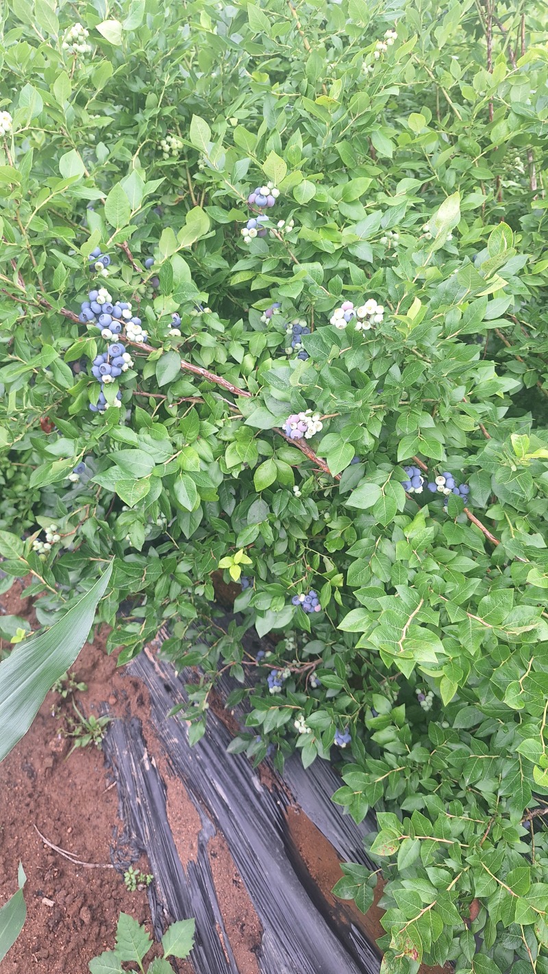 蓝莓