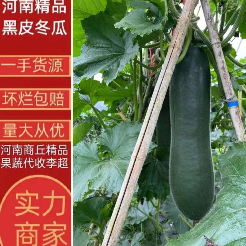 河南本地吊冬瓜，黑皮冬瓜，大量现货供应，电商，市场，加工