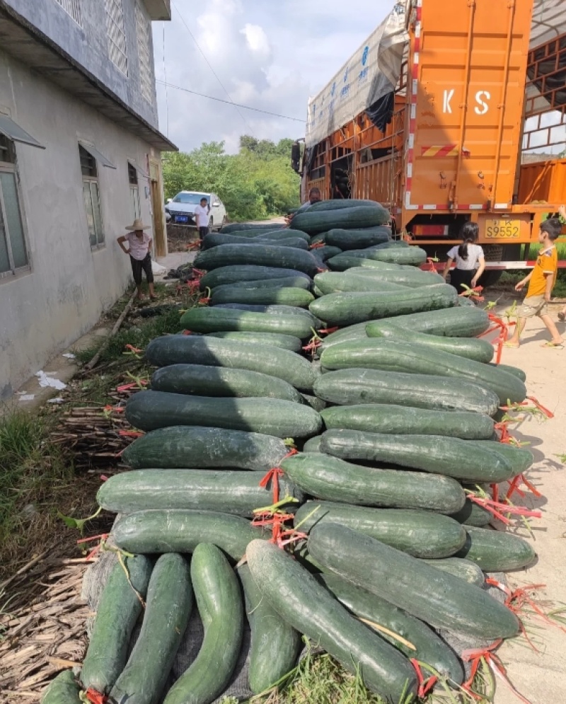 河南本地吊冬瓜，黑皮冬瓜，大量现货供应，电商，市场，加工