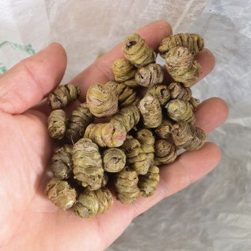 品味铁皮石斛枫斗，感受大自然的馈赠，独特的植物精华让你与