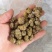 品味铁皮石斛枫斗，感受大自然的馈赠，独特的植物精华让你与