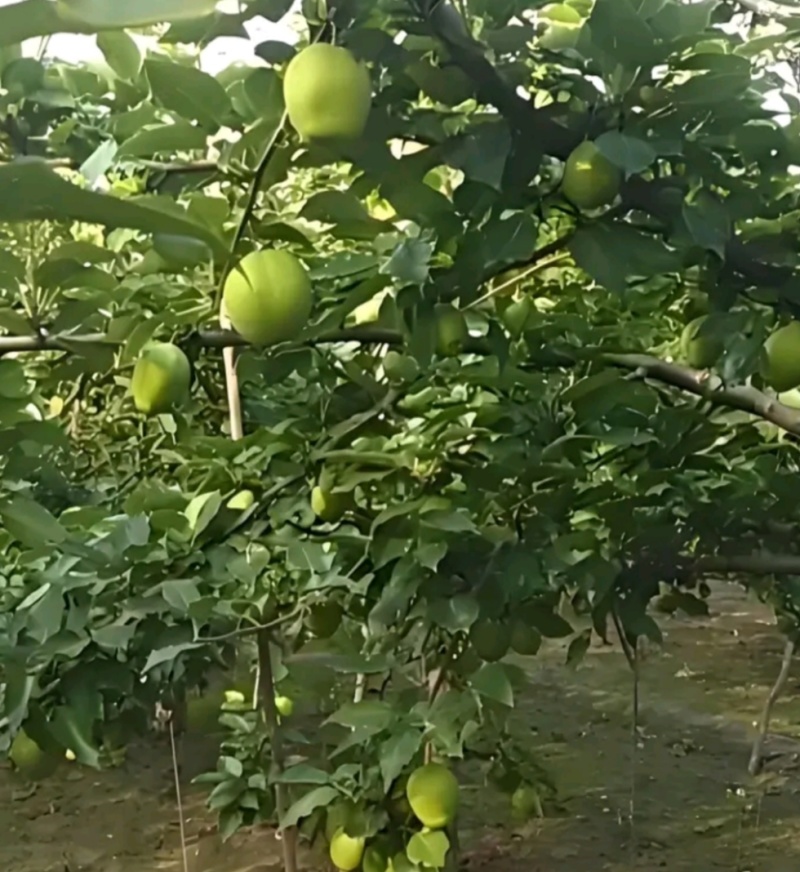山东费县各种青梨，早酥梨，酥脆梨大量上市，脆甜多汁