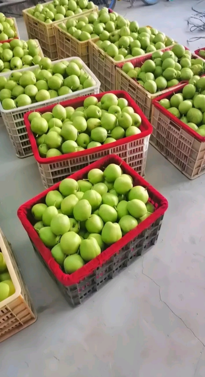 山东费县各种青梨，早酥梨，酥脆梨大量上市，脆甜多汁