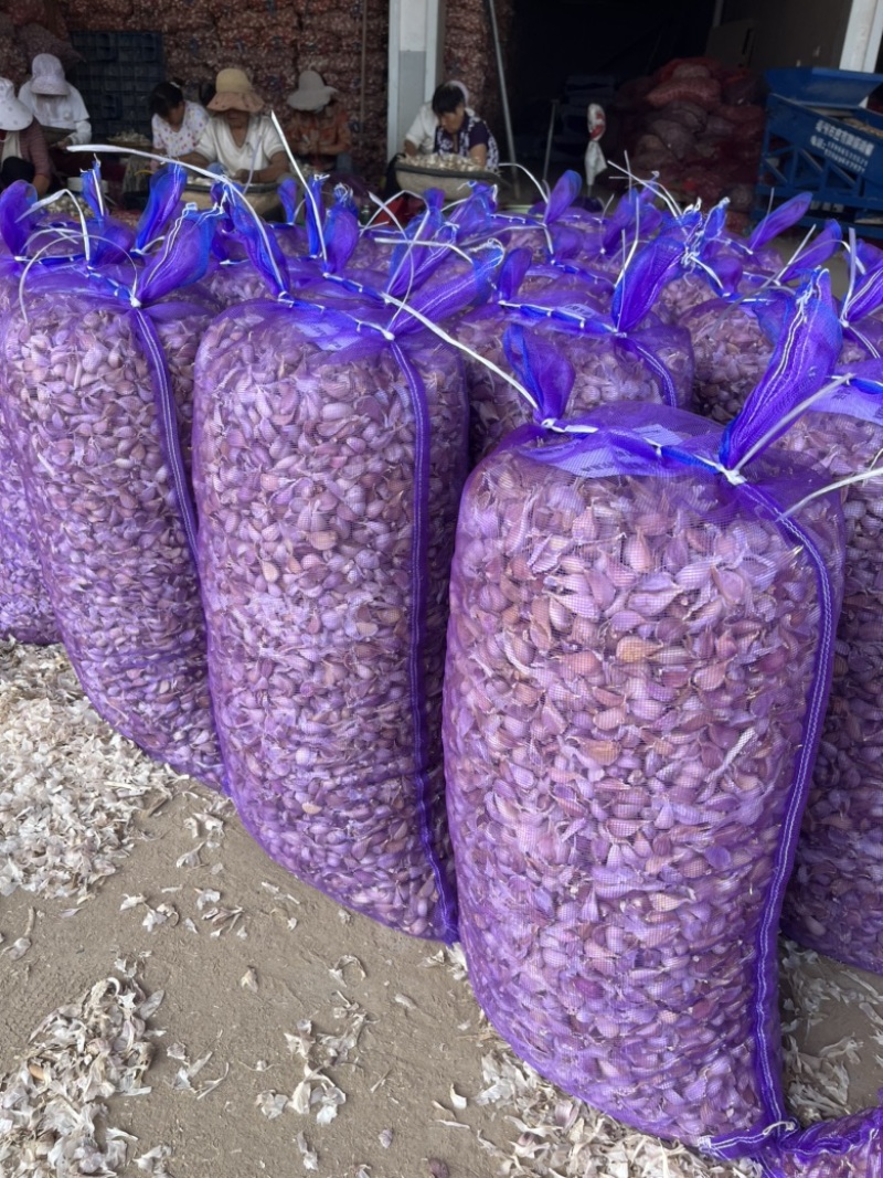 丰县红根蒜苗种子苔蒜种子现货供应质好价低