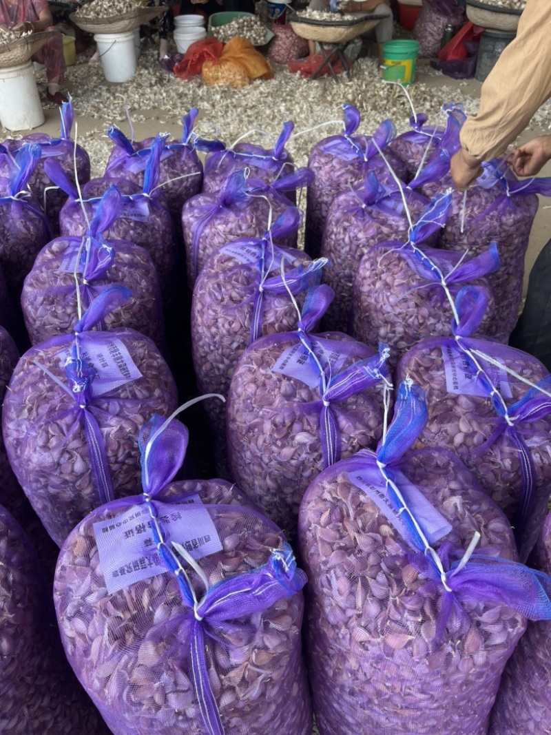 丰县红根蒜苗种子苔蒜种子现货供应质好价低