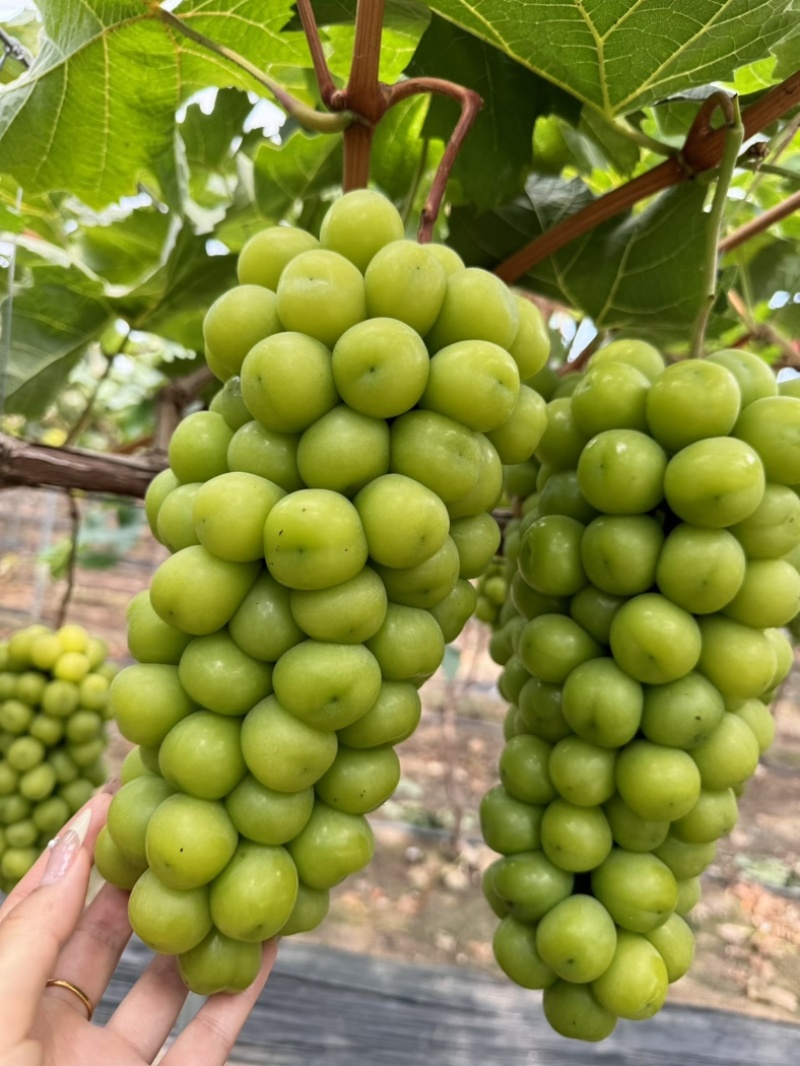 阳光玫瑰大量有货。