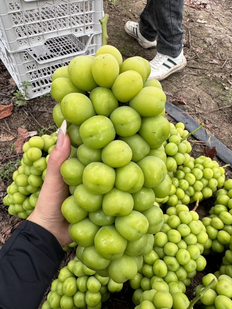 阳光玫瑰大量有货。