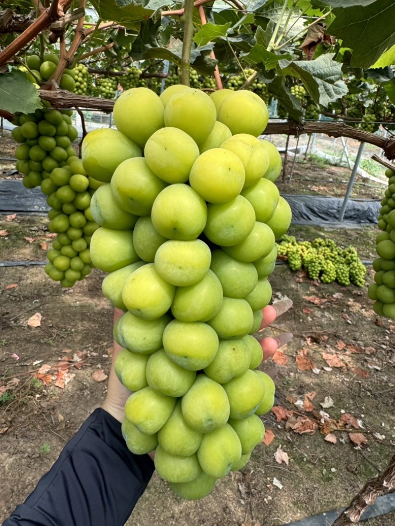 阳光玫瑰大量有货。