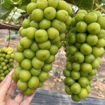 阳光玫瑰大量有货。
