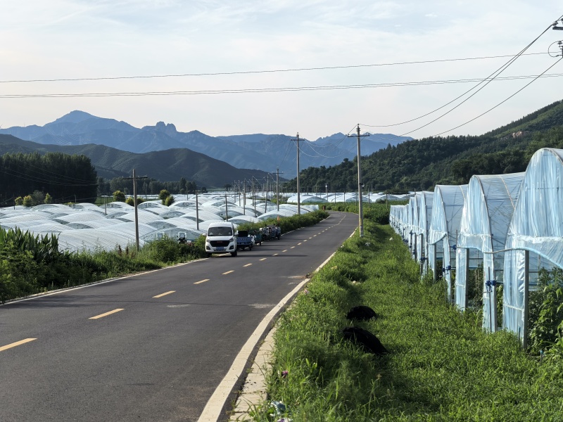 河北油豆角一点红6万斤【产地直供】承德丰宁