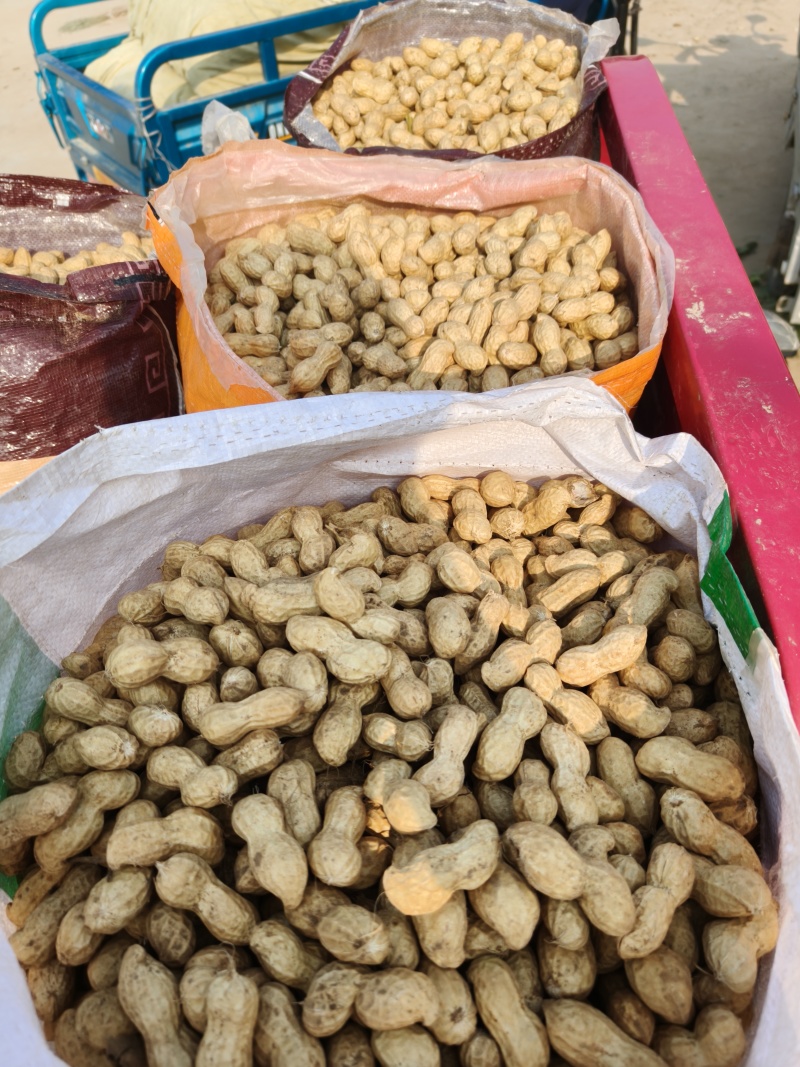 开封鲜果大白鲨