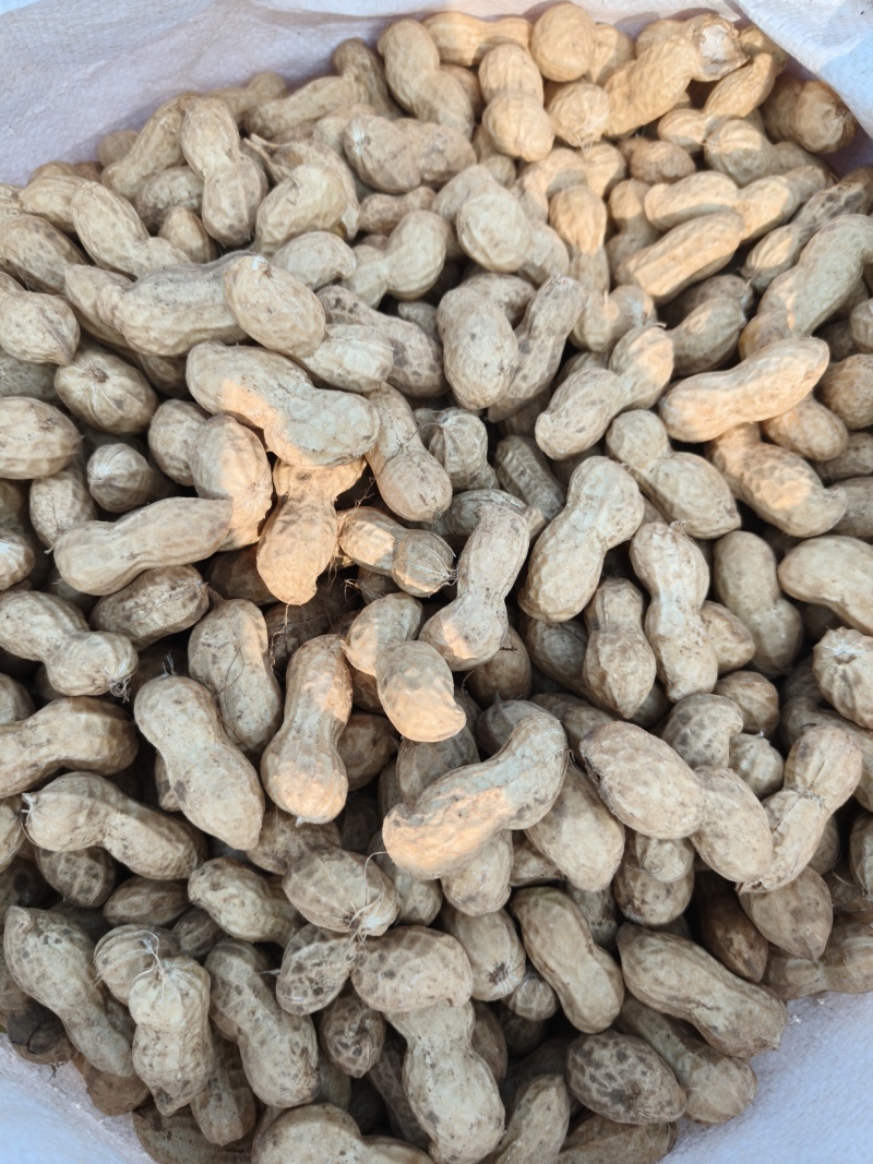 开封鲜果大白鲨