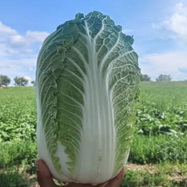 大白菜