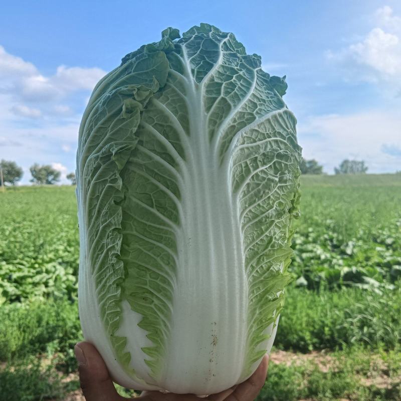 大白菜