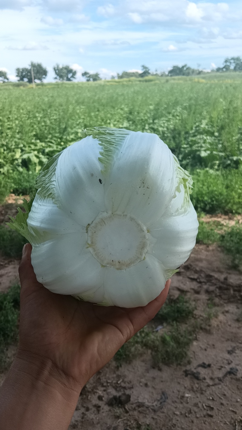 大白菜