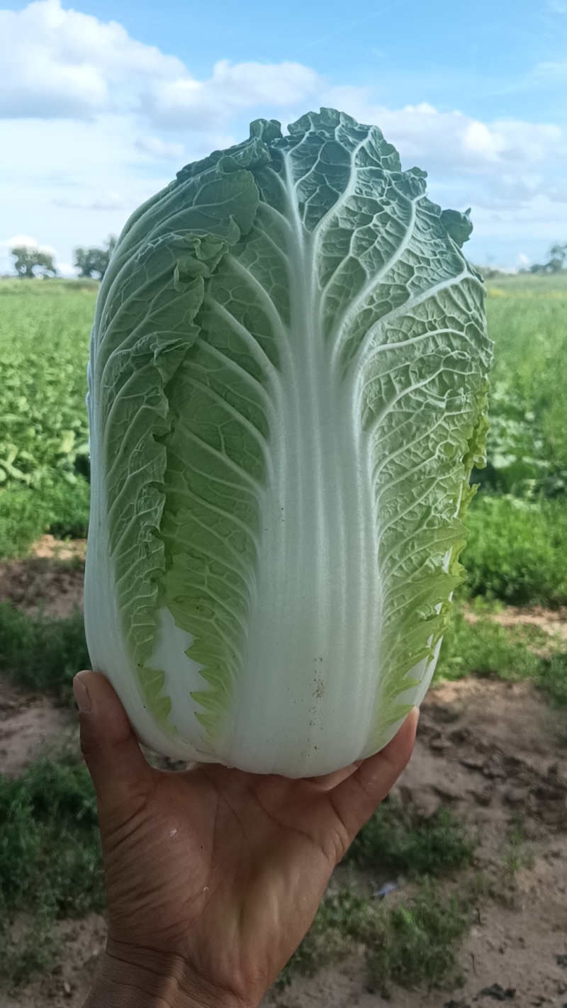 大白菜