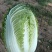 大白菜