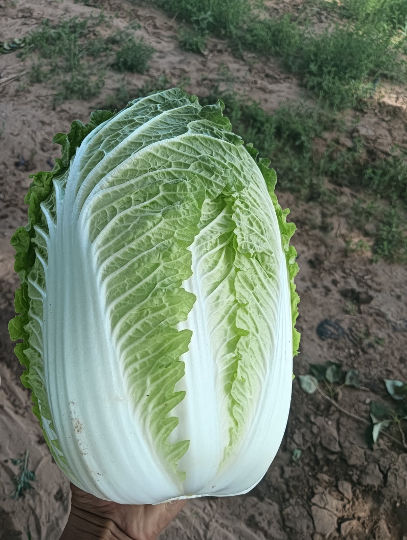 大白菜