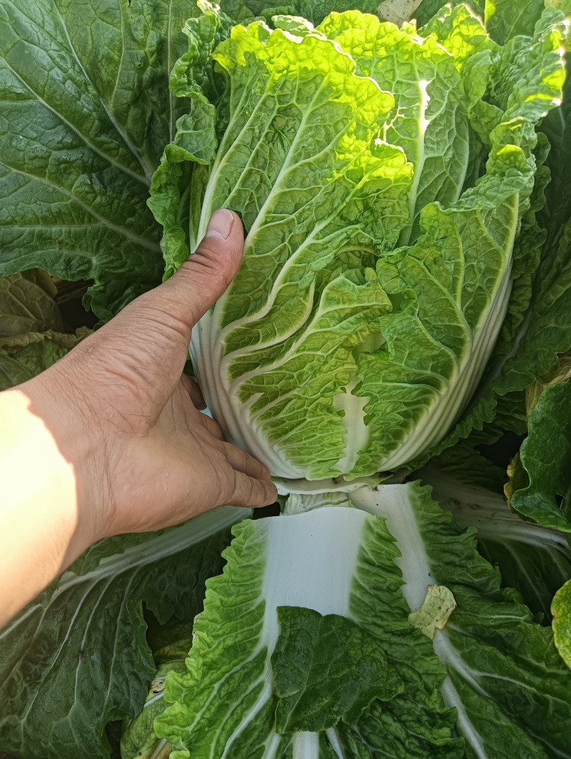 大白菜