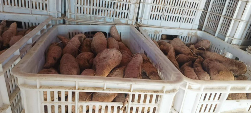 产地直销河北各种红薯供应电商渠道团购和市场