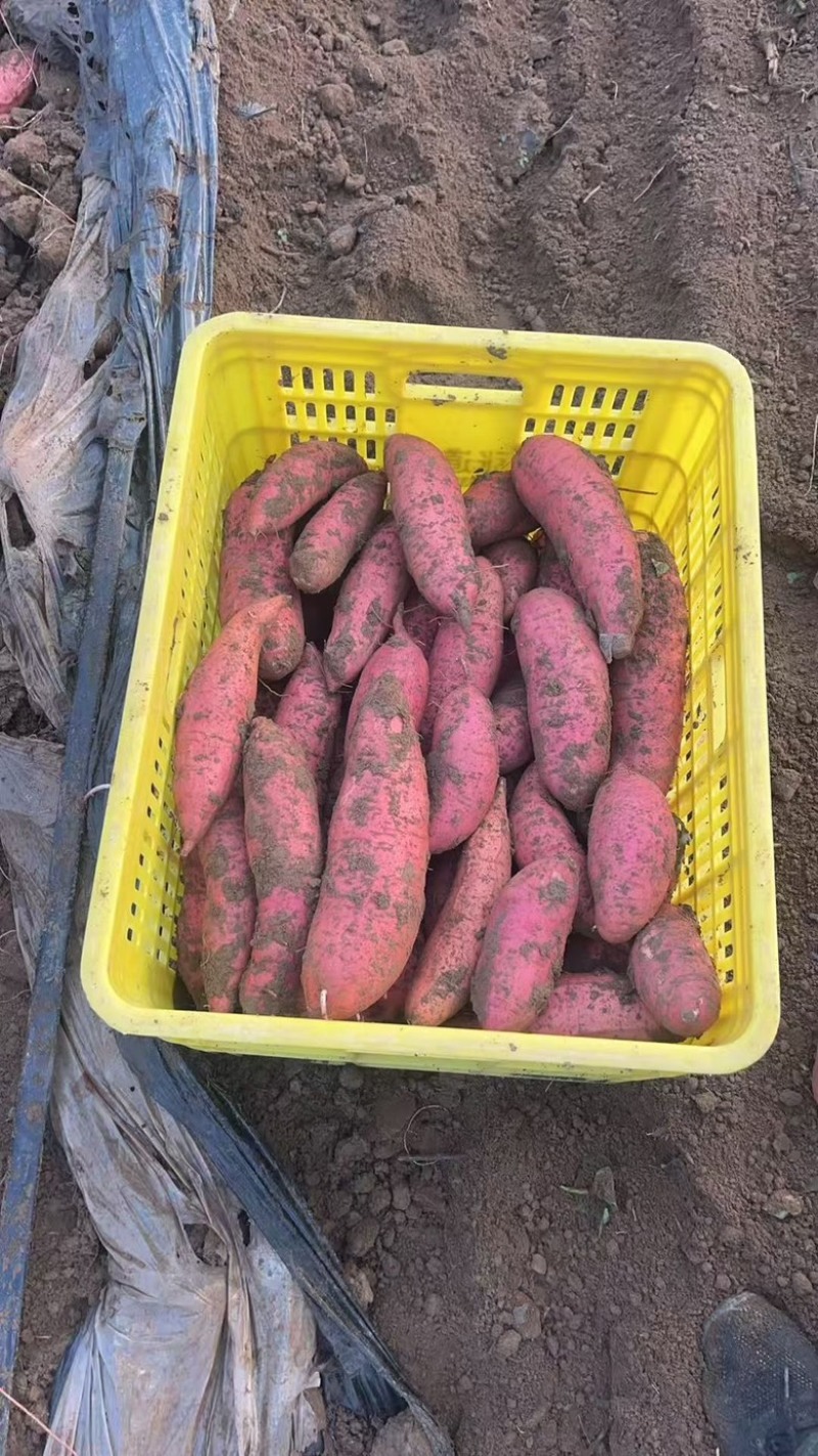 产地直销河北各种红薯供应电商渠道团购和市场