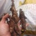 中药材特级骨碎补申姜石姜巴崖姜碎骨补生鲜毛姜干货野生