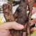 中药材特级骨碎补申姜石姜巴崖姜碎骨补生鲜毛姜干货野生