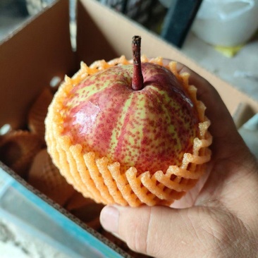 精品早酥红梨货源充足量大从优质量保证欢迎咨询