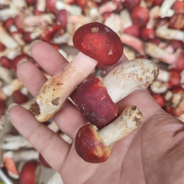 红菇新鲜货，干货，2025年新货