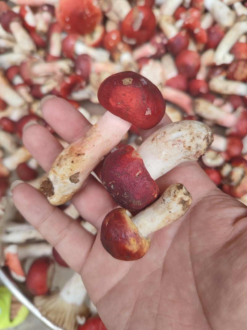 红菇新鲜货，干货，2025年新货