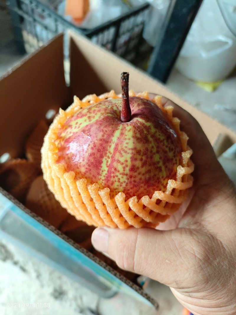 精品早酥红梨货源充足量大从优质量保证欢迎咨询