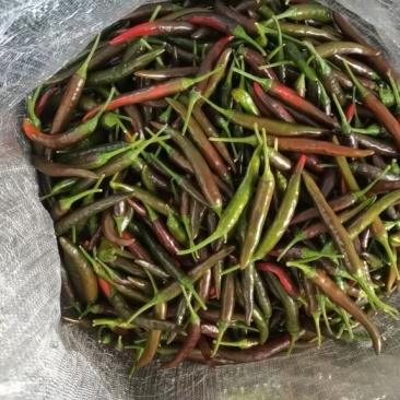 酱色小米椒