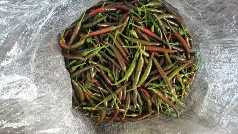 酱色小米椒