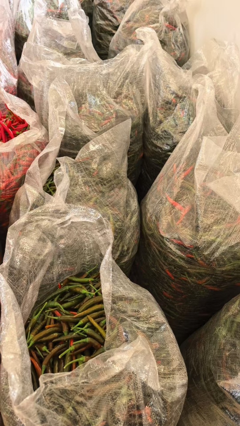 酱色小米椒